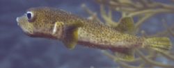 Porcupine fish taken with a Nikon D200 in an Ikelite Hous... by Don Bricker 